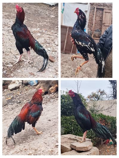 Aseel home breed 100% guarantee