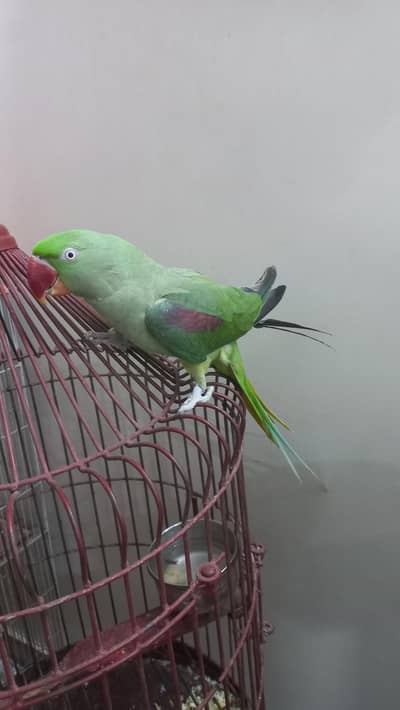RAO PARROT