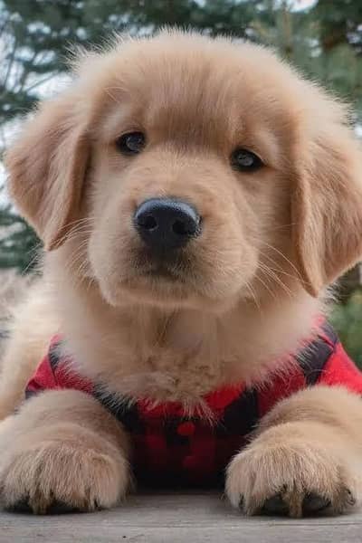 pedigree golden retriever puppies available