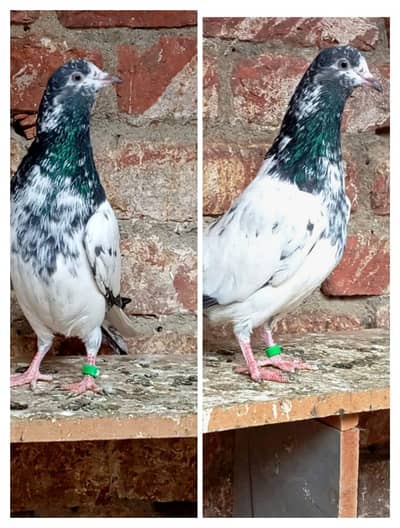 if anyone interested inbox me