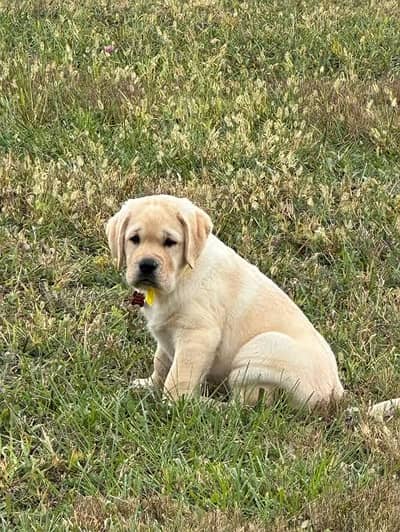 pedigree British Labrador puppies available