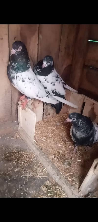 Rampuri jora sath  1 bacha