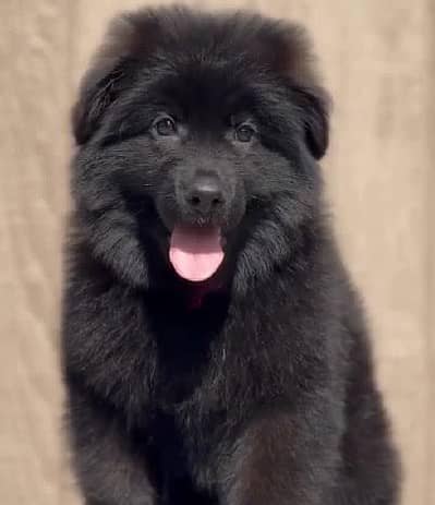pedigree long coat black German shepherd puppies available
