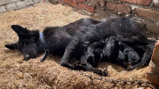 Black shepherd puppies