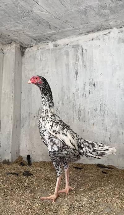 Chini Shamo egg laying female