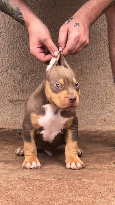 American pitbull male puppy available