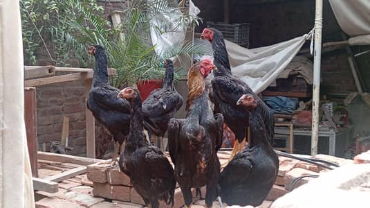 black shamo trio set