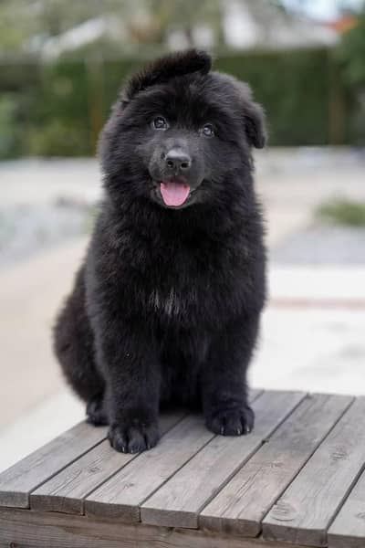 pedigree long coat black German shepherd puppies available