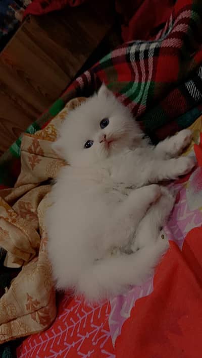 Persian kitten , Thrippel  coat, punch face,