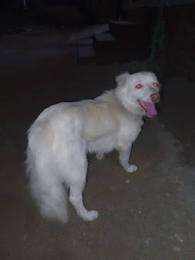 pista white Russian dog