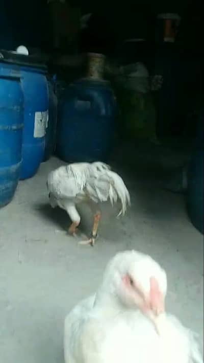 pure paper white Heera pair for sale hera