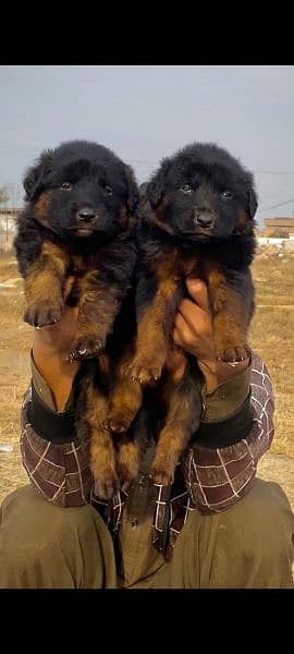 German shepherd long cout pair 2 mahnt for sale active and healthy
