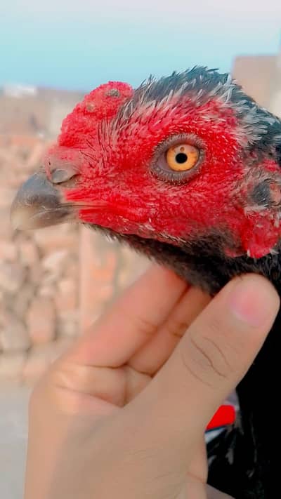 female hen is sale