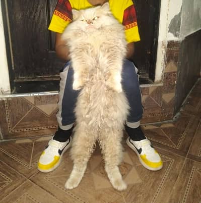 taripal cote male age 1 year