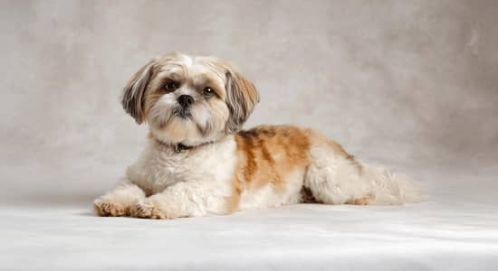 Shih Tzu