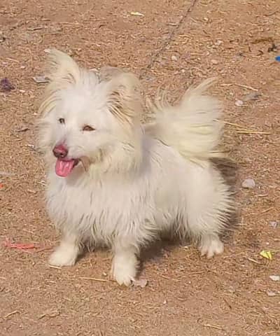 pure poodle male pink nose blue eyes healthy and active