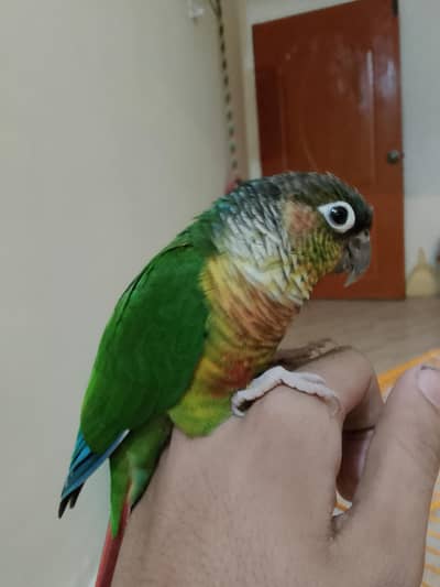 YELLOW SIDED CONURE HANDTHME PAIR