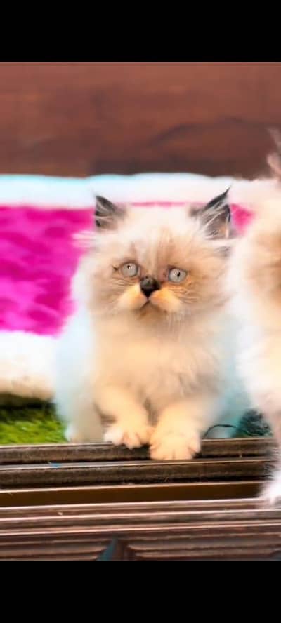 pure persian cats vaccinated triple coated WhatsApp 03317823482