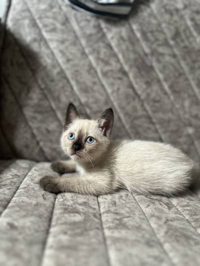 Siamese kittens imported