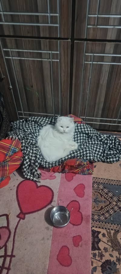 Pure Persion cat double coted