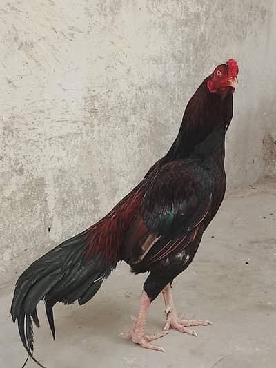 mianwali aseel in red colour