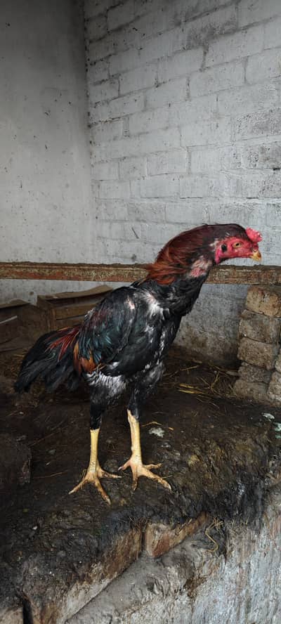 2 ege laying hens one cock