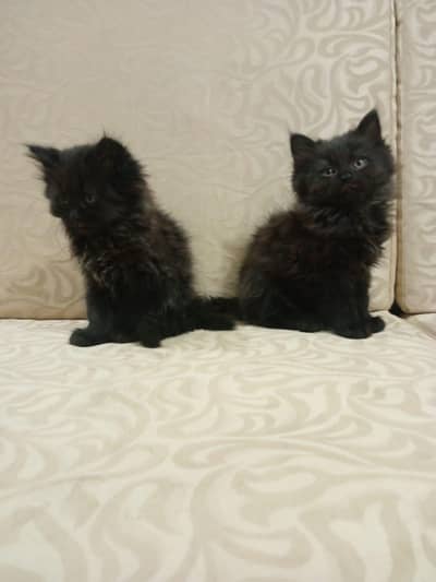2 months old persian kittens