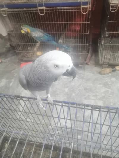 Raw chicks, yellow  ringneck chicks, green ringneck, chicks available