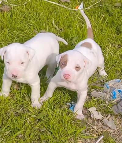 pure kuhati gultair 2male pink nose blue eyes healthy and active