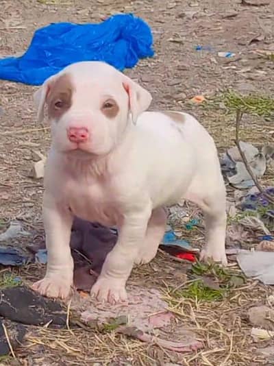 pure kuhati gultair male pink nose blue eyes healthy and active