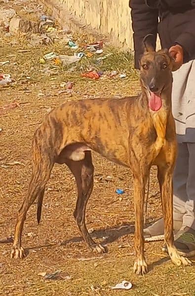 pure country bareed male full train healthy and active for sale