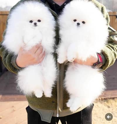 Pomeranian puppy dog for sale