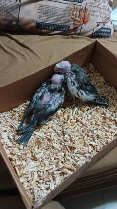 Grey Cockatiel Birds pair