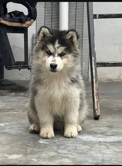 Alaskan husky male puppy