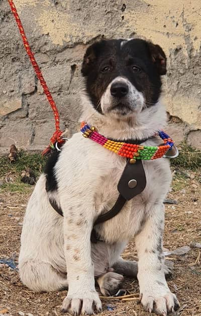 alabai security dog 3 month male for sale