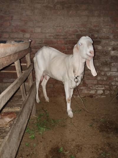 rajanpuri bakri achi hight aur length for sale