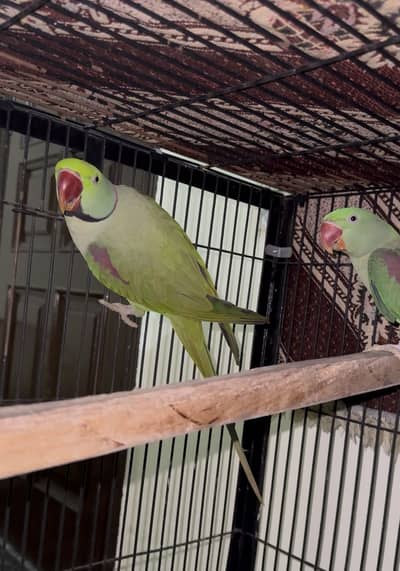 Alexander Raw Parrot Breeder Pair