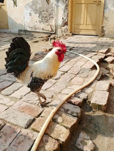 Golden misri pair for sale