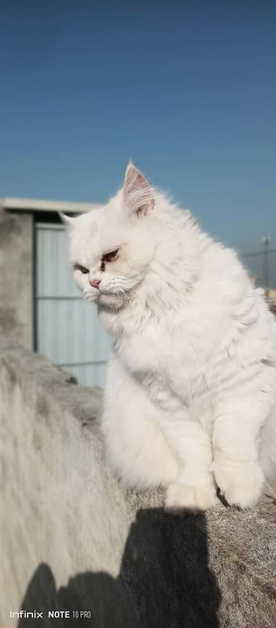 Persian white cat