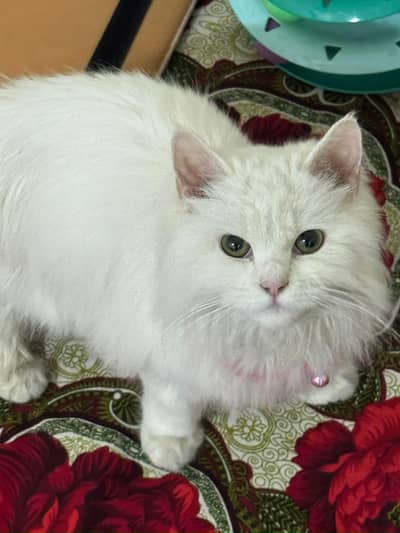 Beautiful Persian cat.