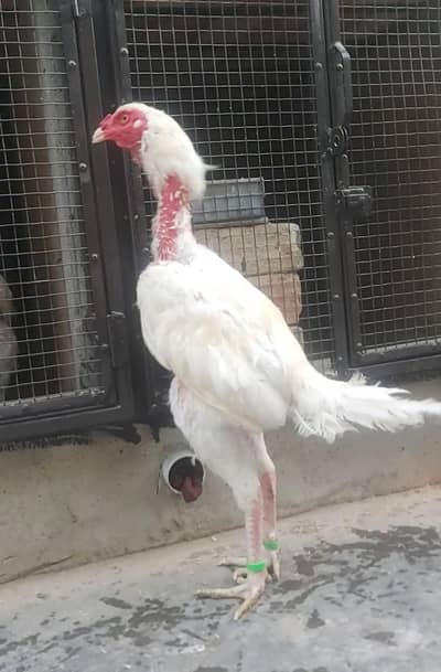 Paper white trio price