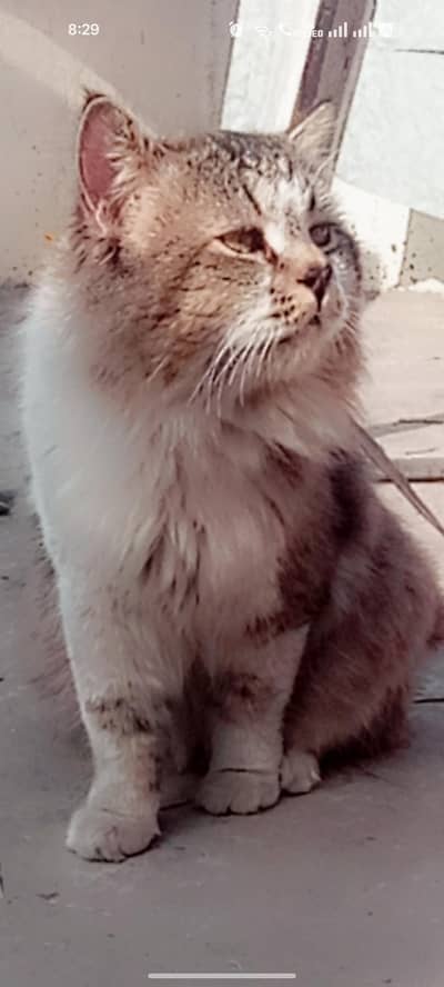 Persian cat home trained