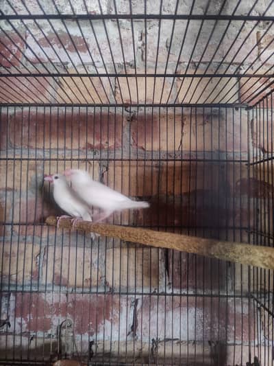 fawan jawa and white jawa breeder pairs for sale