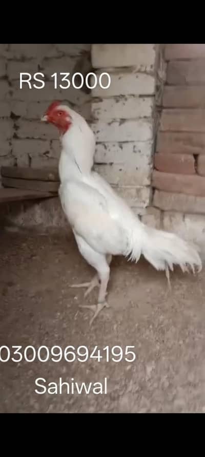 high quality and healthy aseel