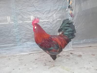 Aseel Cross Breeder Rooster | 2KG 150 Gram weight