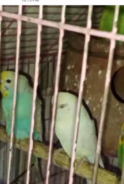 Australain breeder pair 03099076910