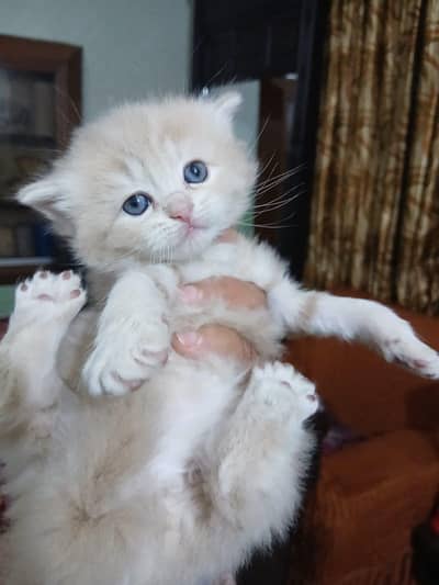Cute Persian Cat for Sale – Healthy & Playful
