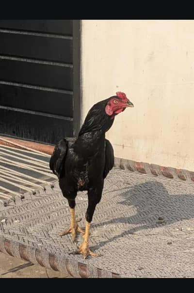 Aseel Thai huge size and quality