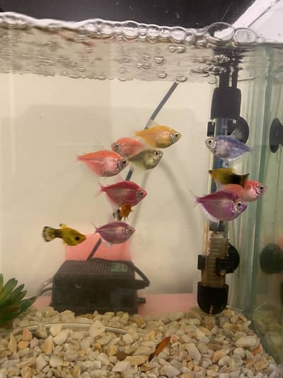 Florescent Tetra Red and Orange Pair