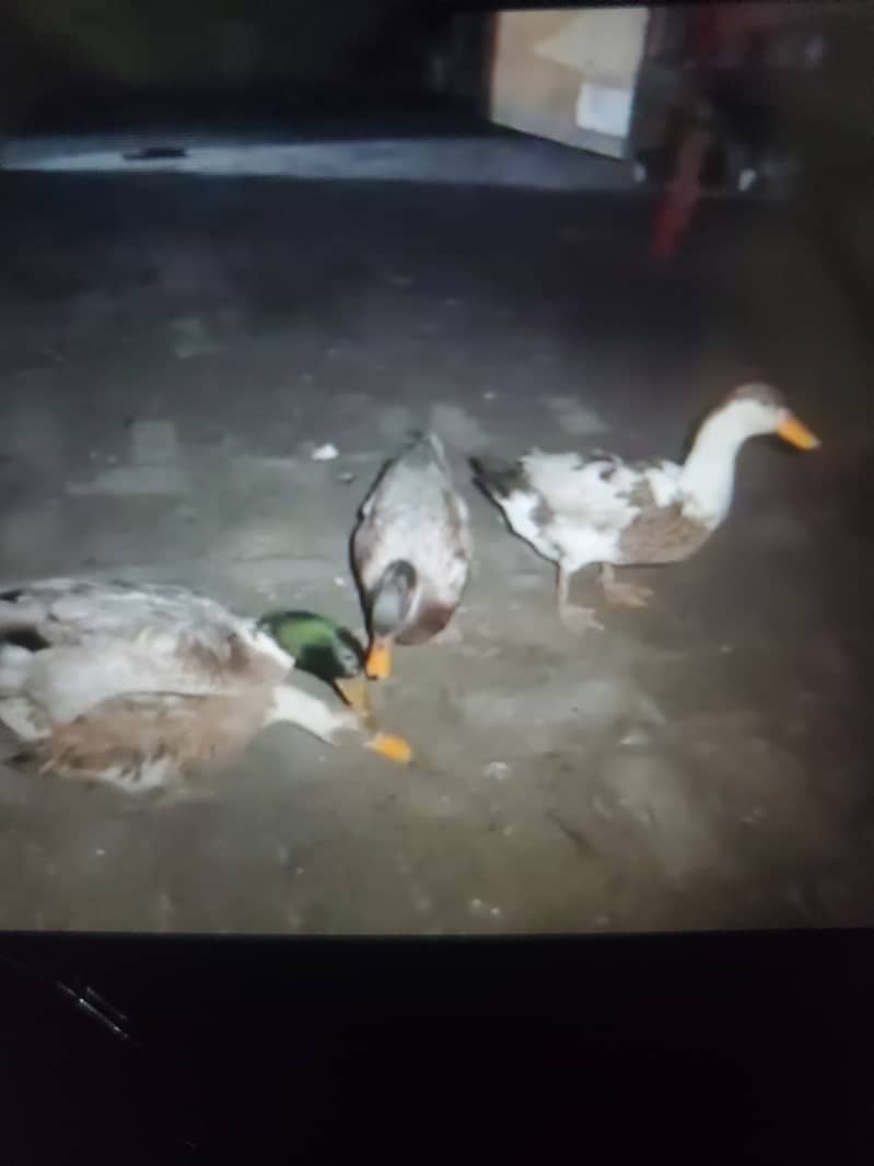 Ducks 3